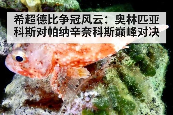 希超德比争冠风云：奥林匹亚科斯对帕纳辛奈科斯巅峰对决